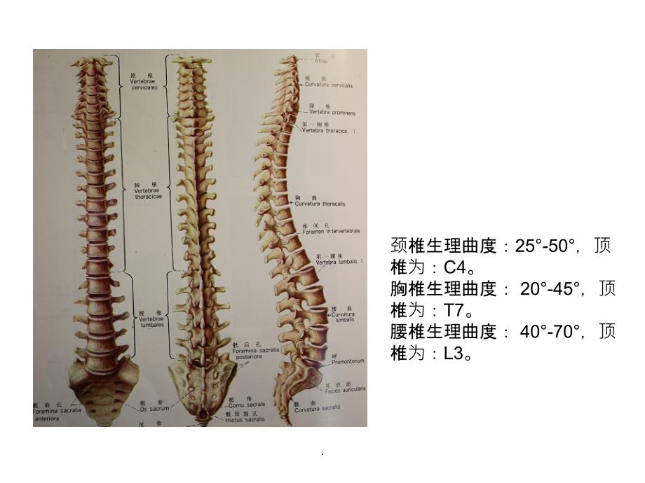 脊柱X线测量最新版本_第2页