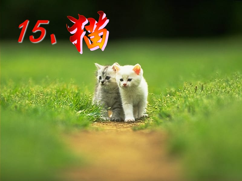 2019人教版四年级语文上册猫的课件_第1页