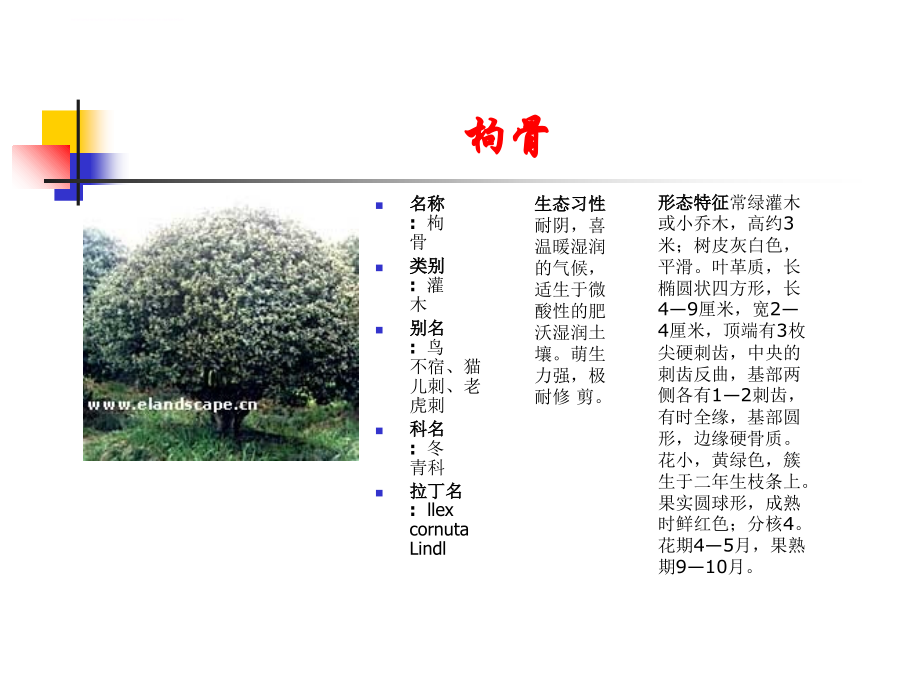 2019年常用园林植物详细ppt课件_第4页