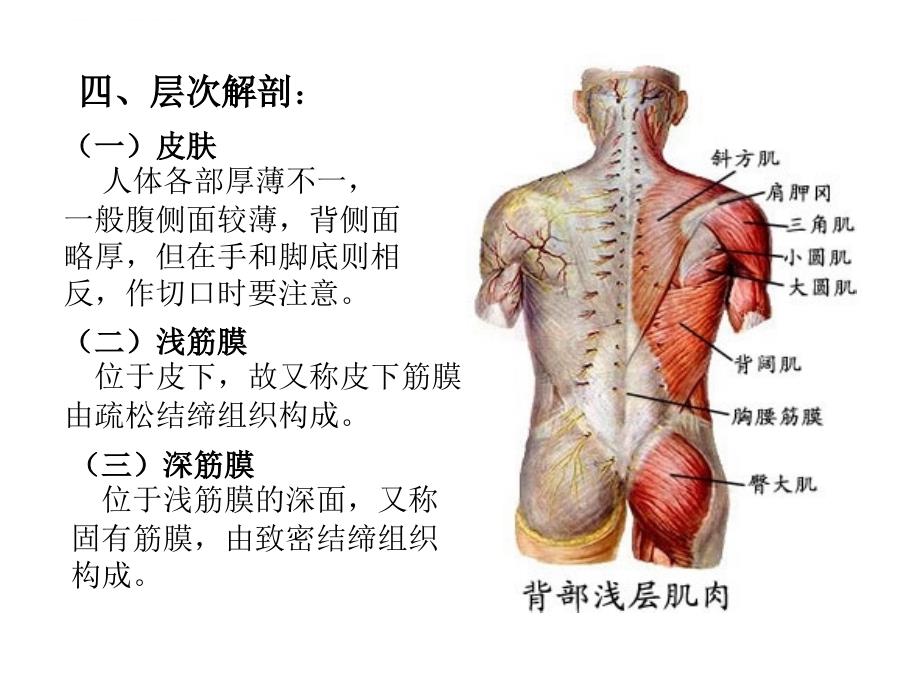 2019-2020年局部解剖学课件之-上肢汇编_第4页