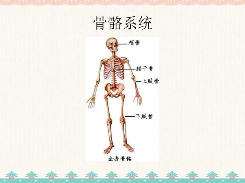 最全精美人体解剖学图谱编订_第1页