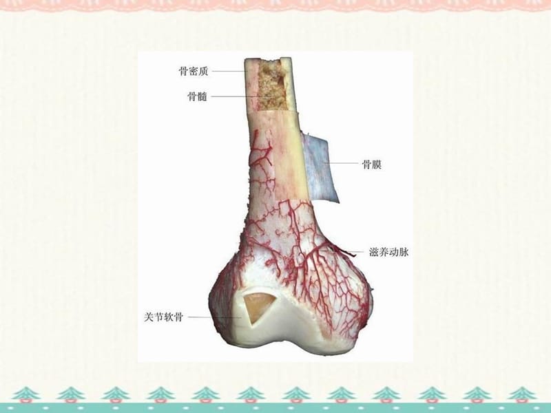 最全精美人体解剖学图谱编订_第2页