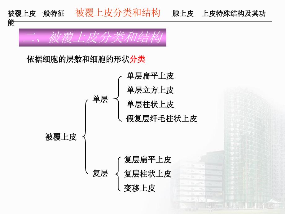 2019第二章第一节上皮组织ppt课件_第4页