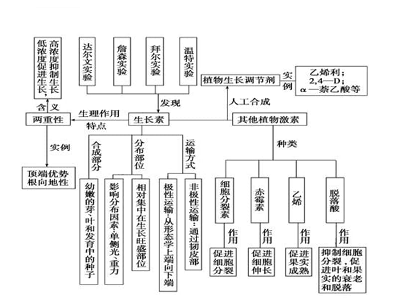 2019高中生物《植物生命活动的调节》精品课件_第2页