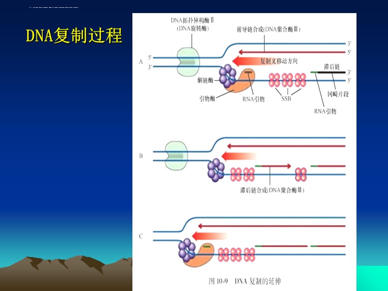 2019年第十章遗传信息表达ppt课件_第5页