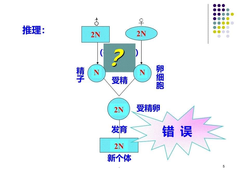 高中生物减数分裂精华版精品课件_第5页