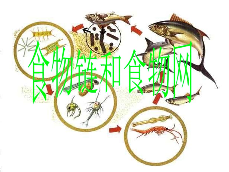 科学五级上册《食物链和食物网》PPT课件_第4页