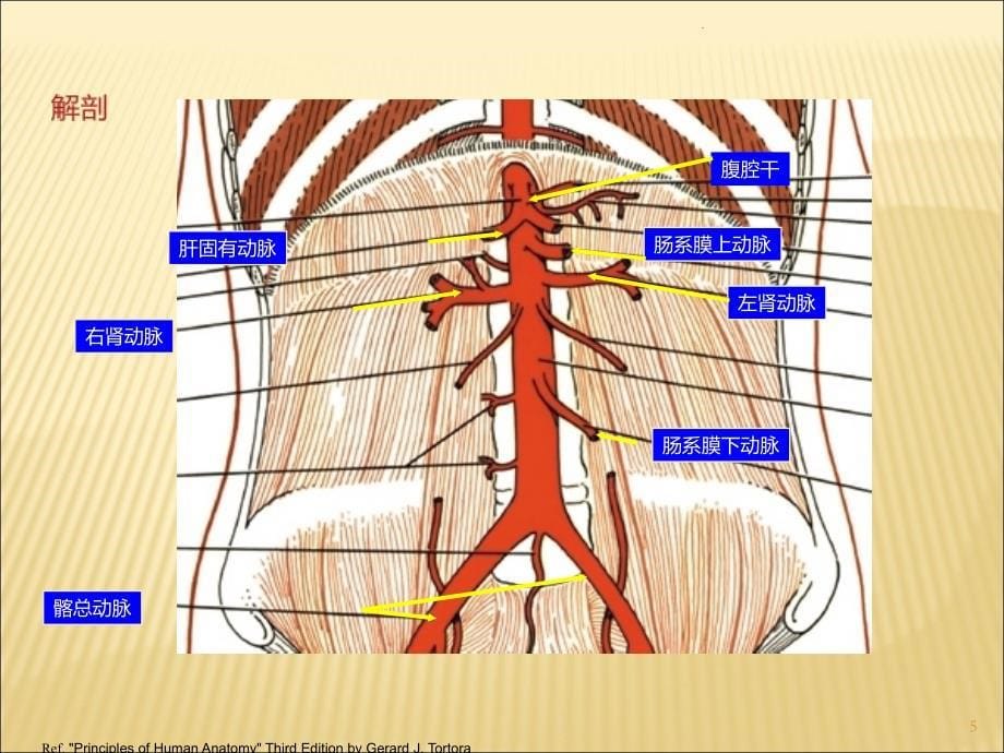 腹部及下肢血管解剖动脉PPT课件_第5页