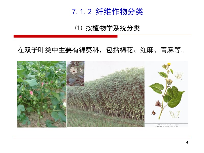 特用纤维作物概述ppt课件_第4页