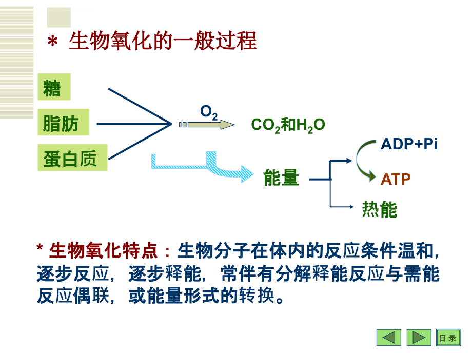 生物氧化与氧化磷酸化ppt课件_第4页