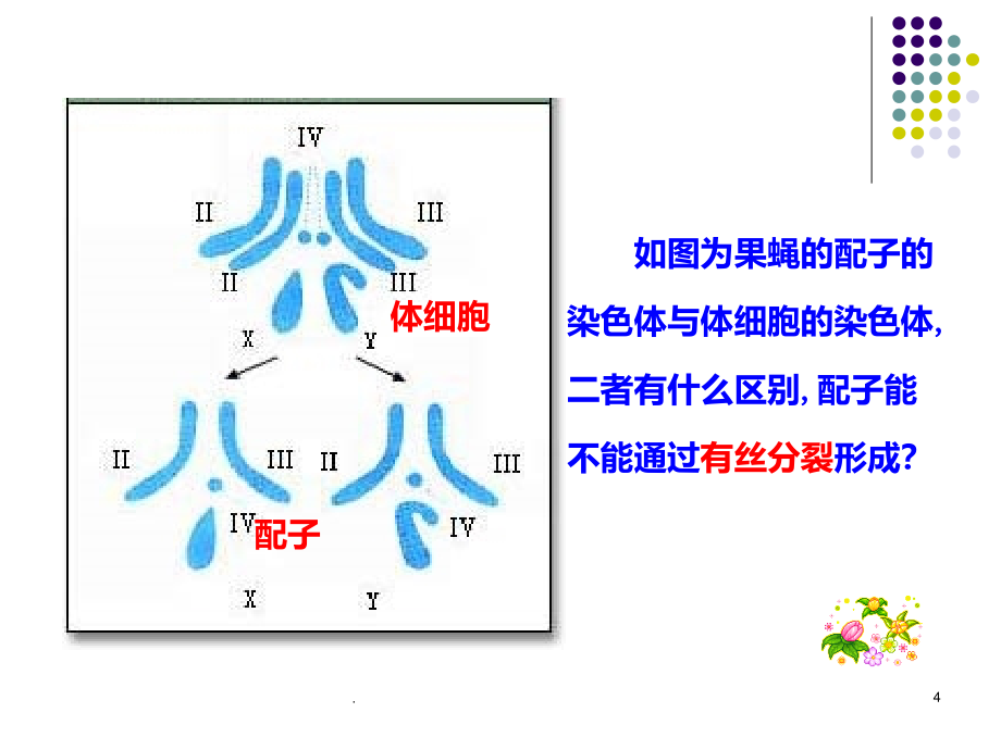 高中生物减数分裂精华版PPT课件_第4页