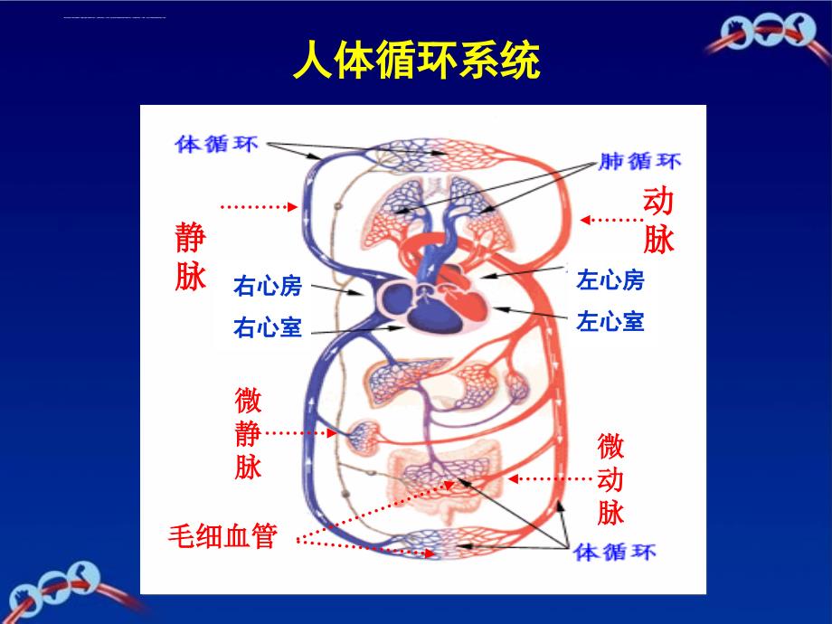 生理及病理基础知识ppt课件_第3页