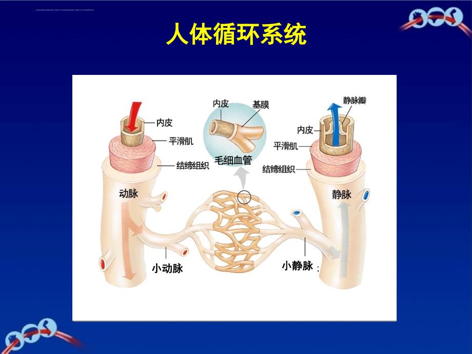 生理及病理基础知识ppt课件_第4页