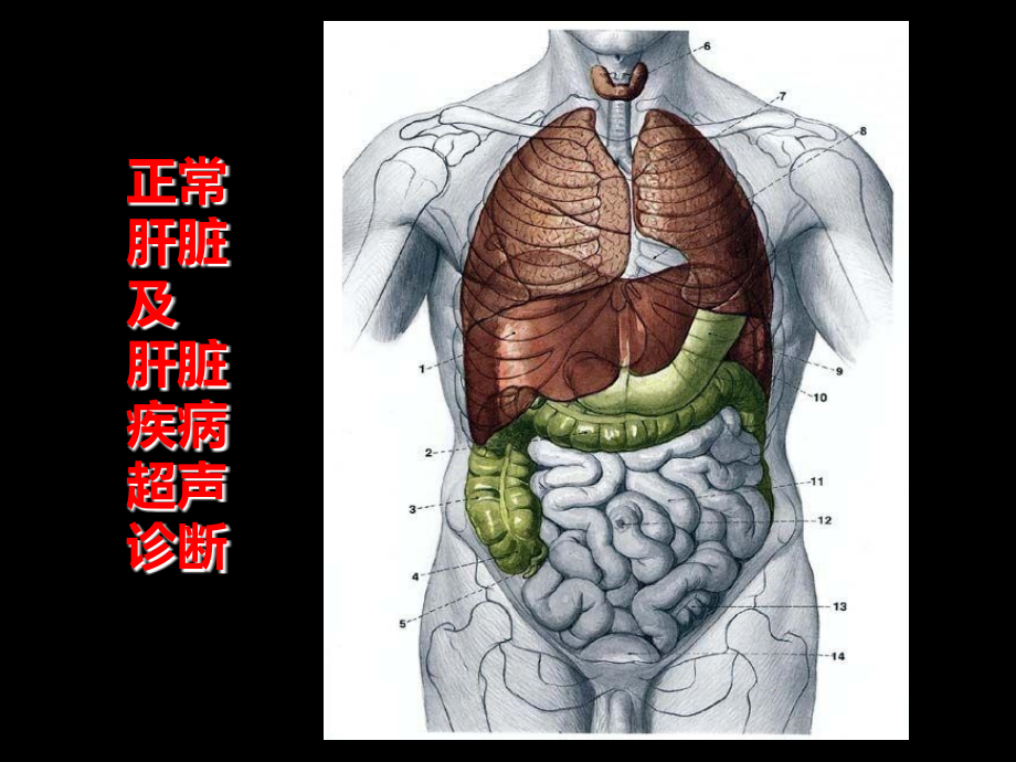 肝脏超声诊断精品课件_第1页