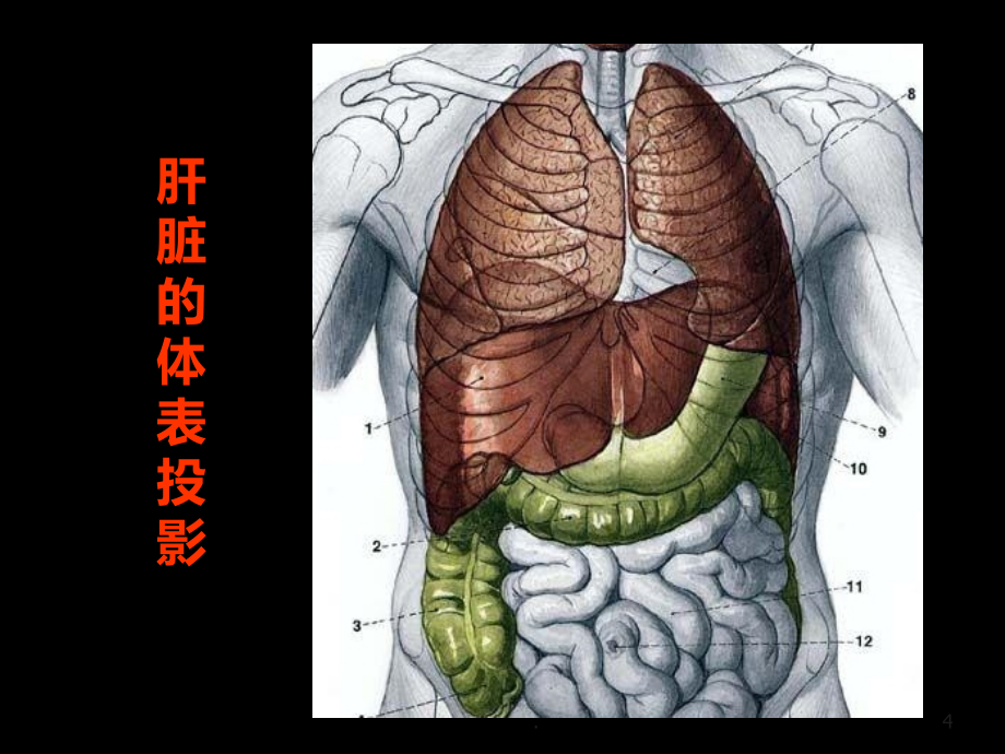 肝脏超声诊断精品课件_第4页