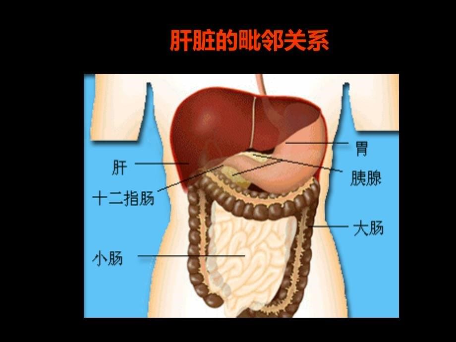 肝脏超声诊断精品课件_第5页