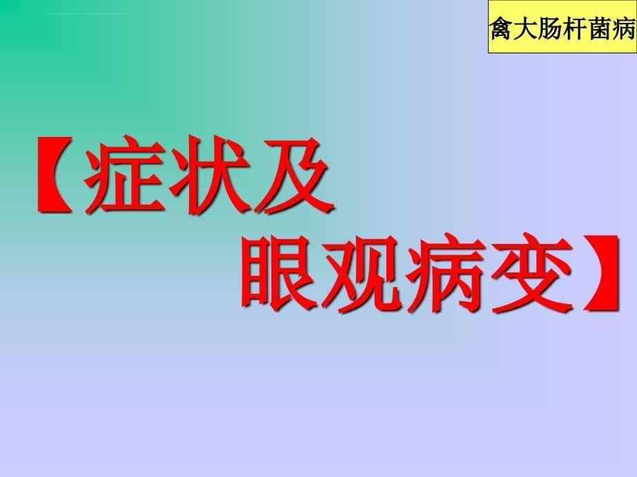 禽病学禽病临床诊断彩色图谱25禽大肠杆菌病西南民族大学ppt课件_第5页