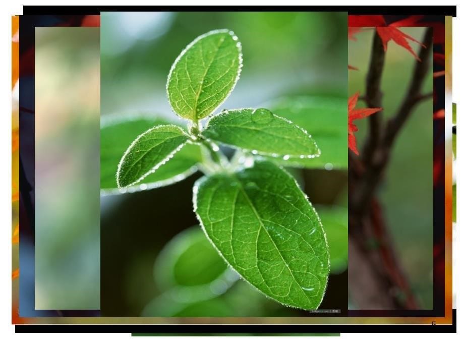 做一片美丽的叶子PPT课件_第5页