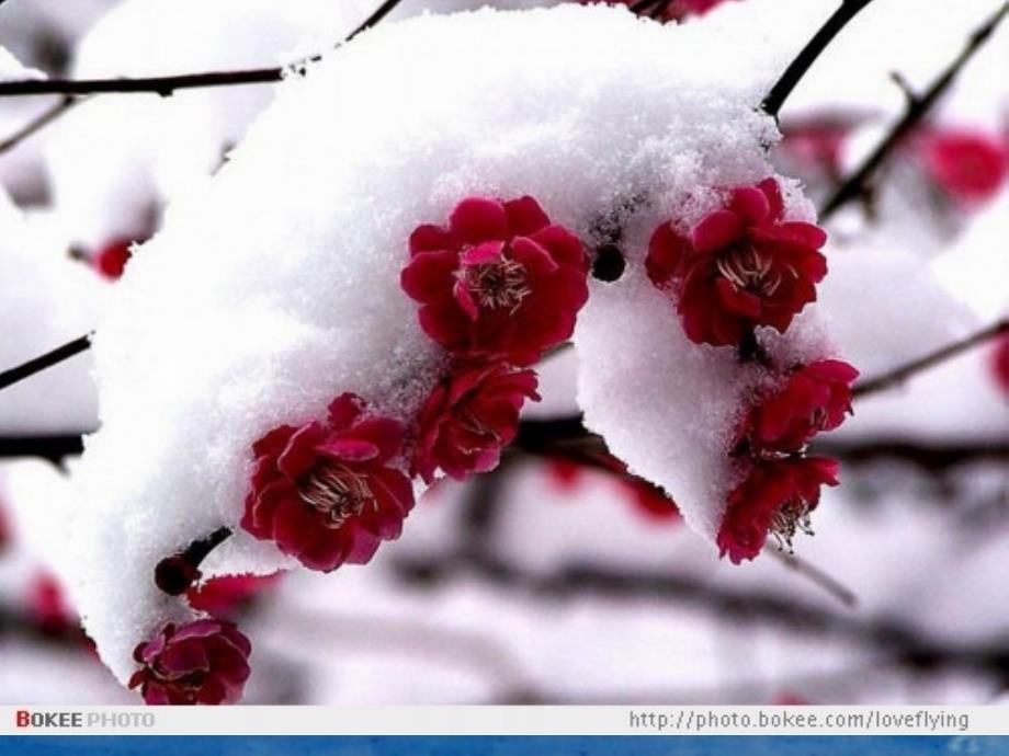 看雪 优秀课件_第3页