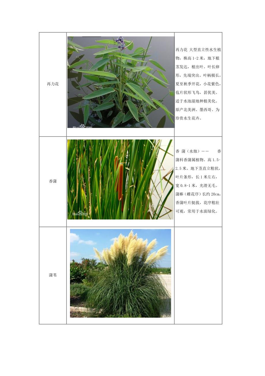 常见湿地植物(最新编写）-修订编选_第2页