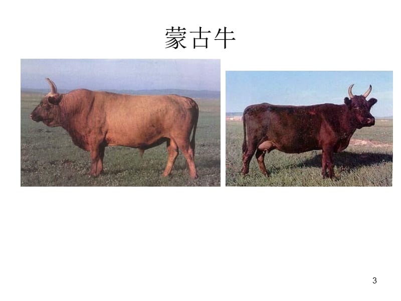 牛的饲养与疾病防治参考PPT_第3页