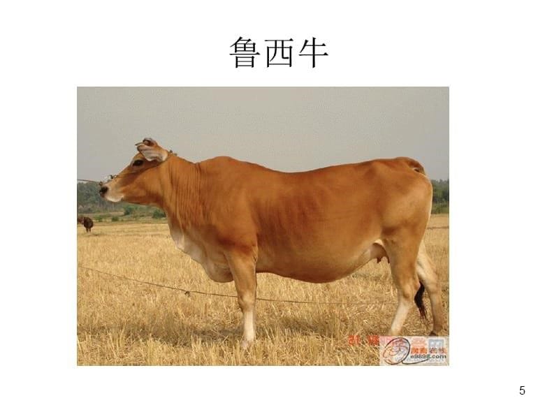 牛的饲养与疾病防治参考PPT_第5页