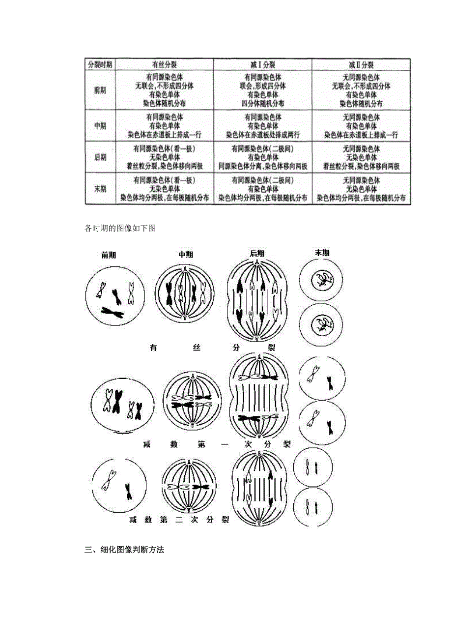 生物 有丝分裂和减数分裂图解,区别和联系-修订编选_第2页