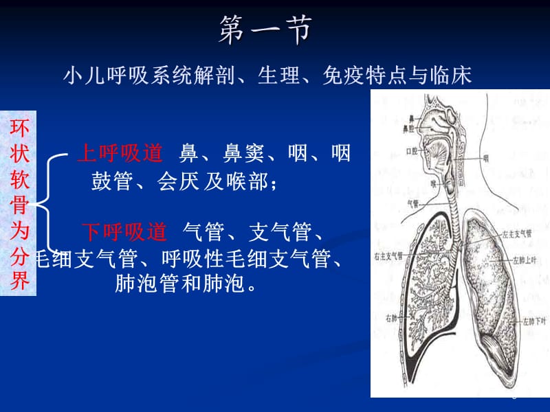 儿科第十一单元呼吸系统疾病（一）解剖生理上感蒋敏参考PPT_第5页