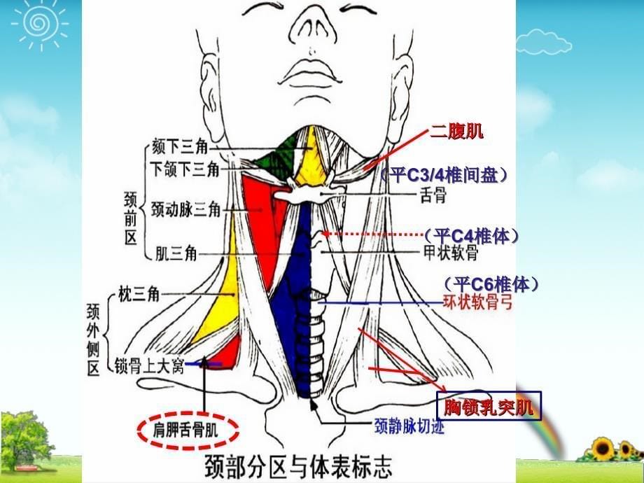 颈部解剖概述_第5页