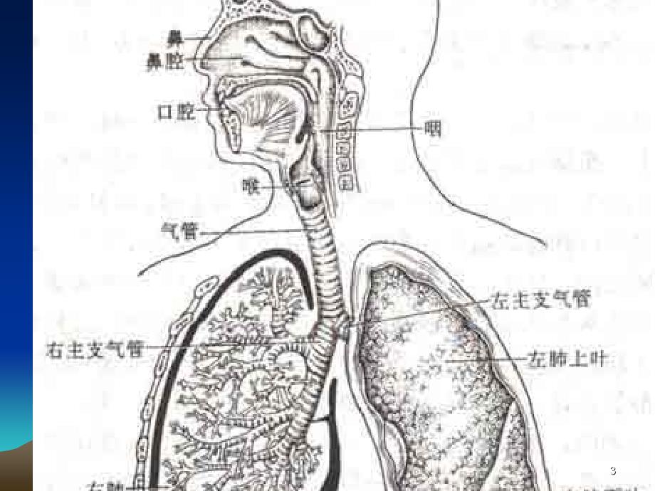 常见呼吸系统疾病大学生讲座参考PPT_第3页