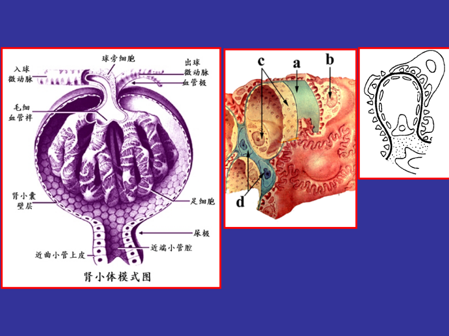 肾小球疾病-中医幻灯片课件_第4页