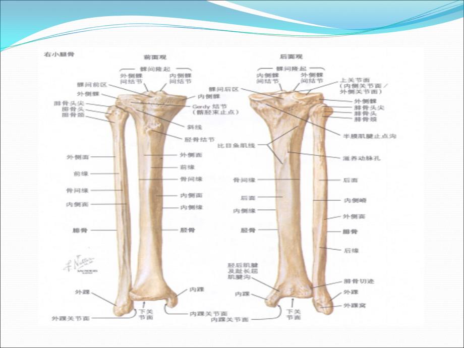 胫腓骨骨折91754_第4页