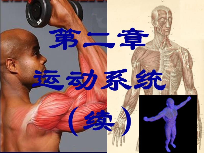 人体解剖学04运动系统参考PPT_第2页