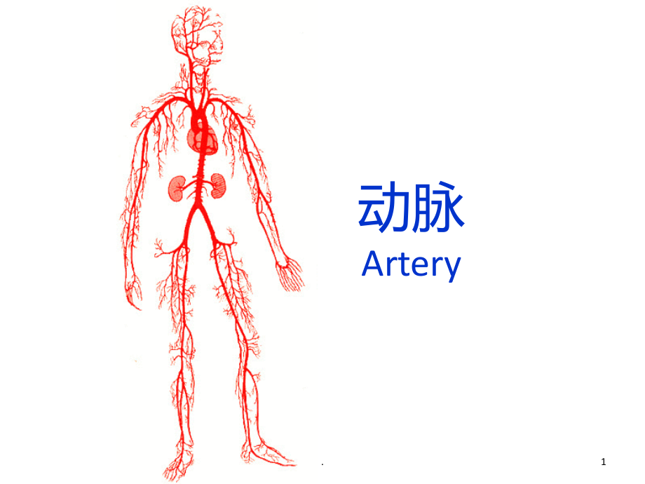 人体解剖学动脉PPT课件_第1页