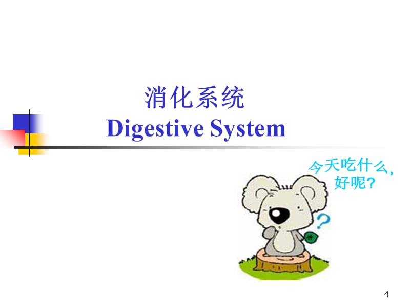 基础医学概论解剖内脏学参考PPT_第4页