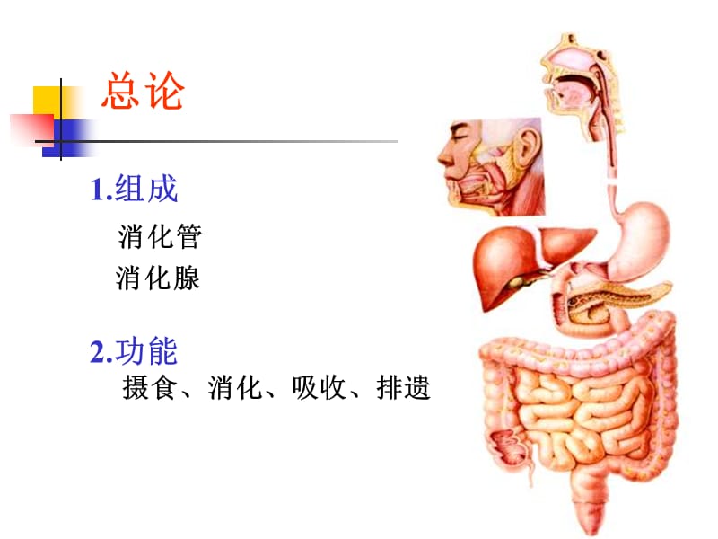 基础医学概论解剖内脏学参考PPT_第5页