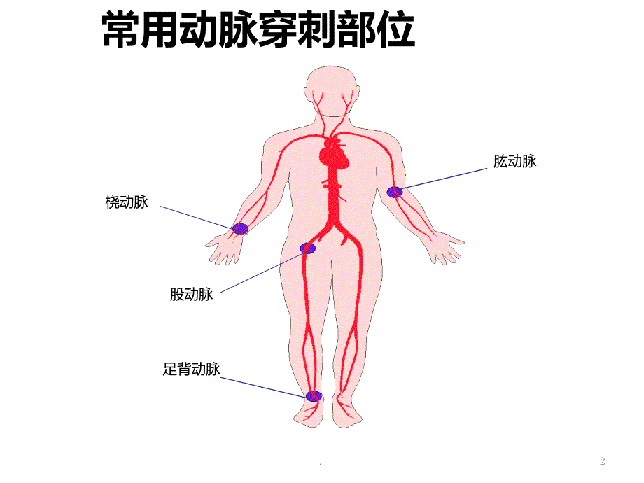 如何抽取动脉血PPT课件_第2页