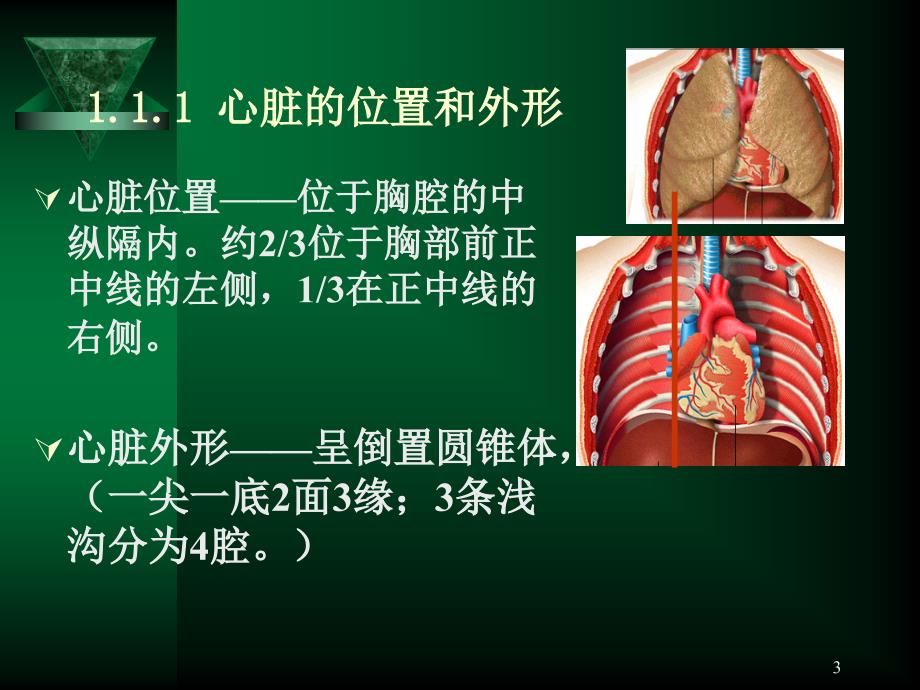 心血管系统、呼吸系统参考PPT_第3页