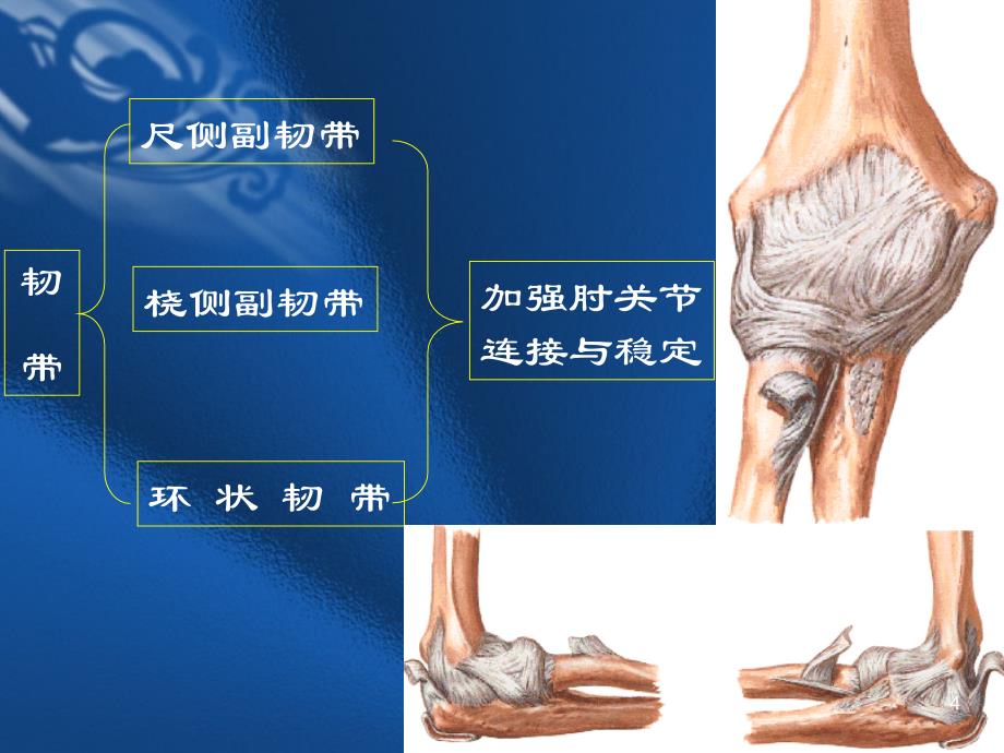 《肘关节扭挫伤》参考PPT_第4页