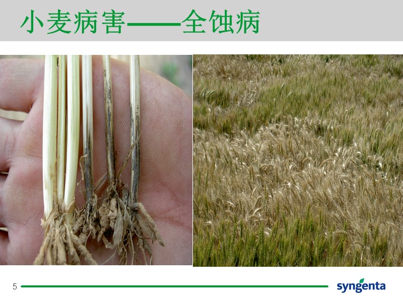 小麦播期病虫害防治技术参考PPT_第5页