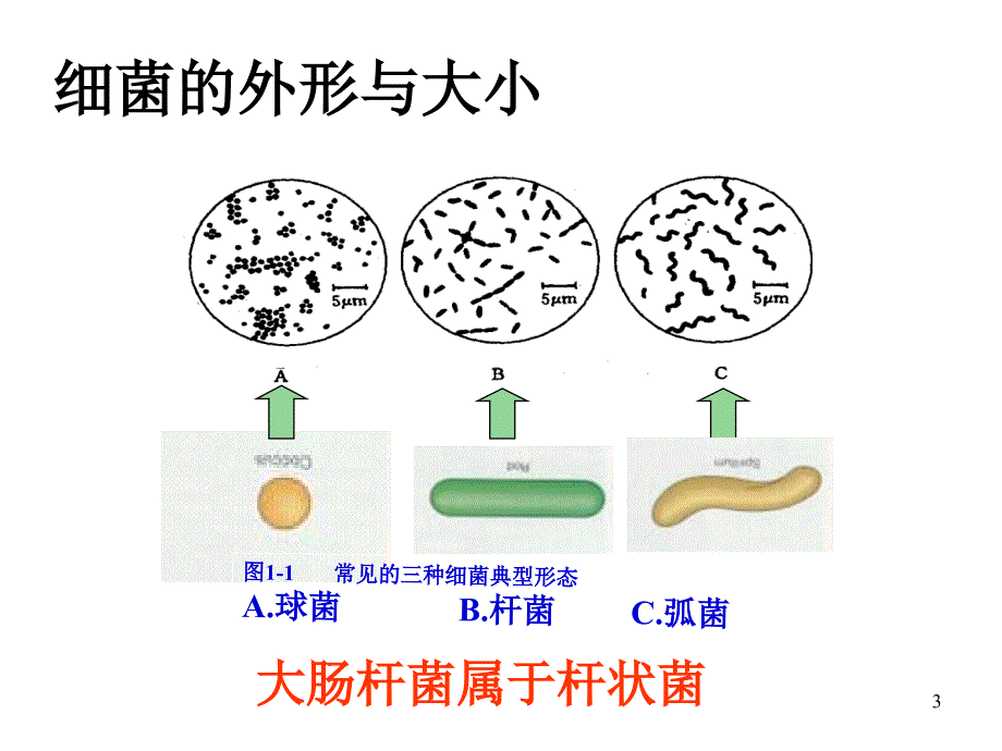 实验1-大肠杆菌的培养与分离参考PPT_第3页