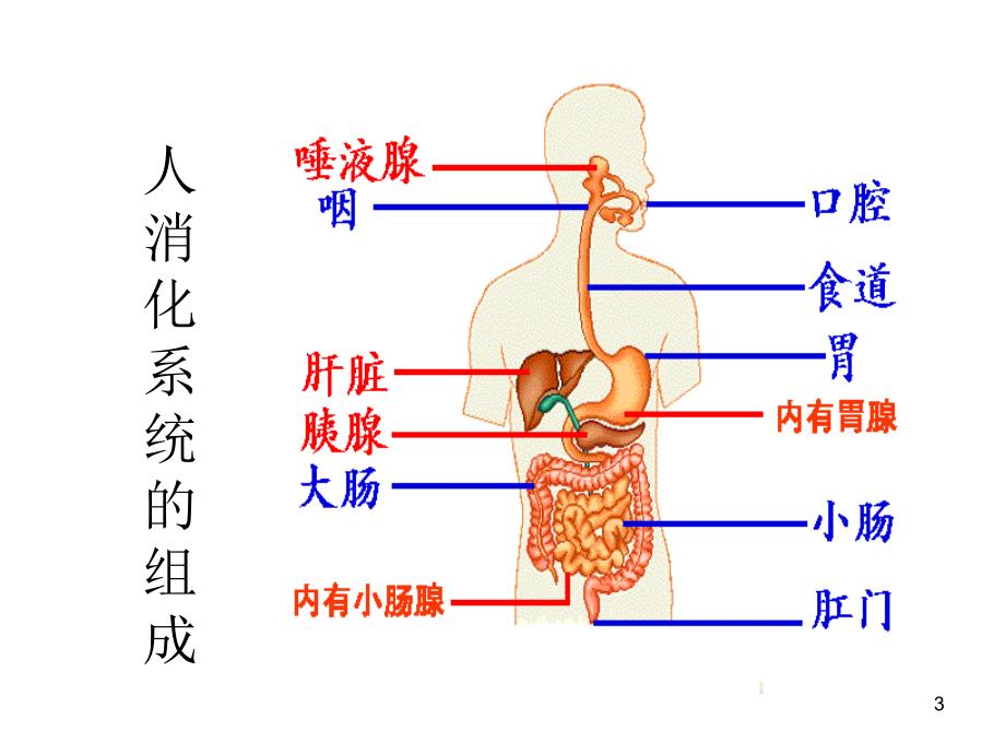 明确消化吸收的概念参考PPT_第3页