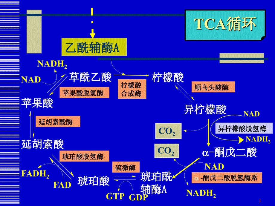 丙酮酸脱氢酶系多酶复合物参考PPT_第3页