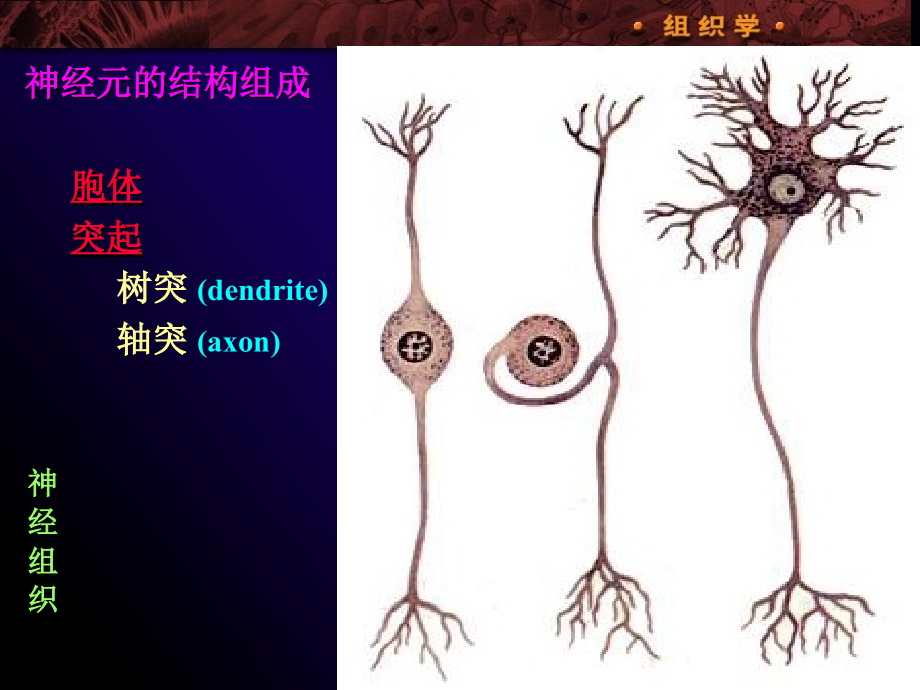 组织学与胚胎学-第七章 神经组织2015.ppt_第4页