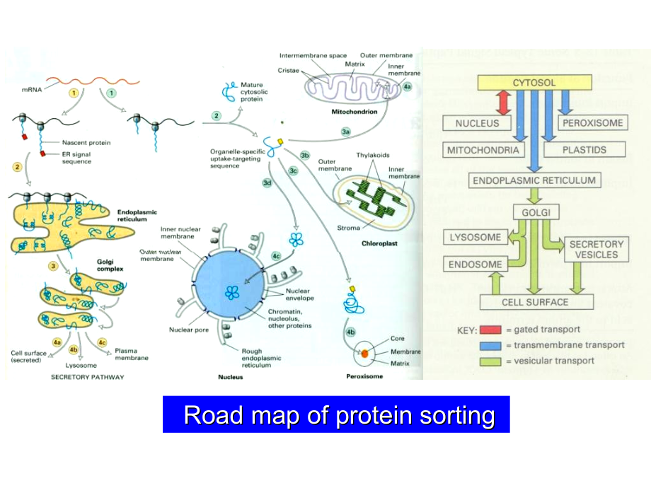 泛素蛋白酶体通路生命科学研究进展参考PPT_第3页