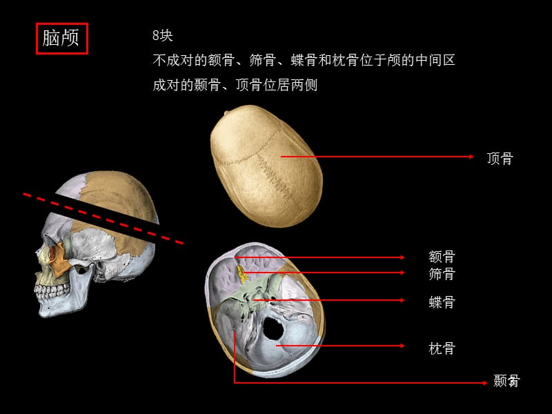 颅骨及连结、四肢骨及连结参考课件_第3页