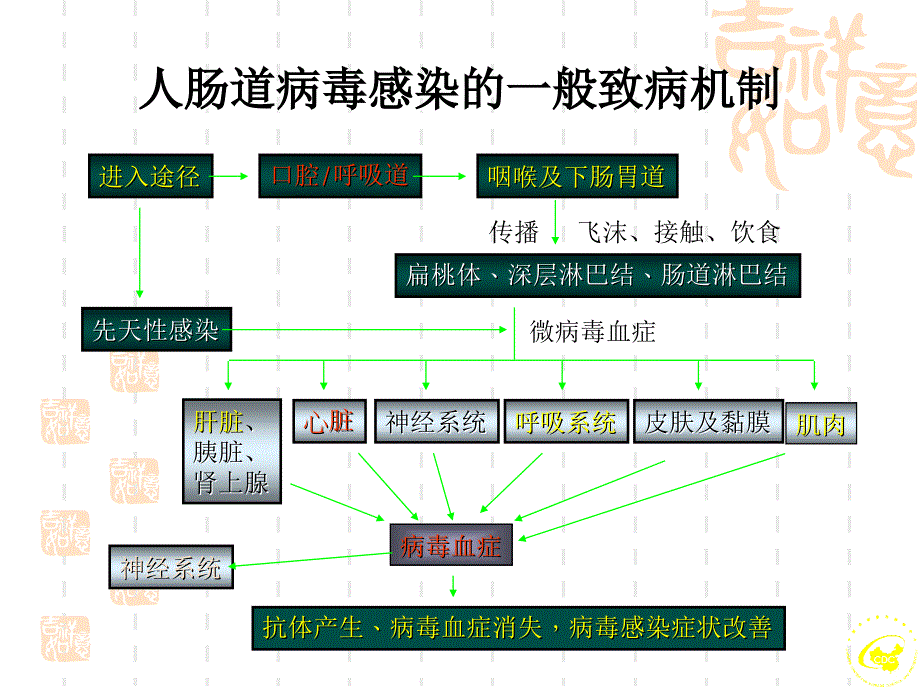 手足口病的病原学及实验室检测参考PPT_第3页