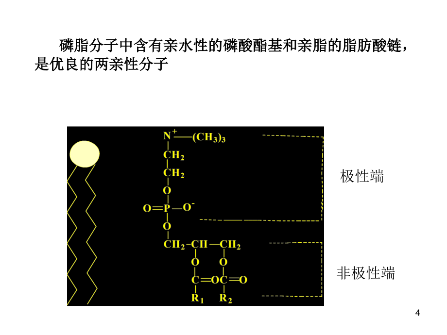 宏量金属及金属药物参考PPT_第4页