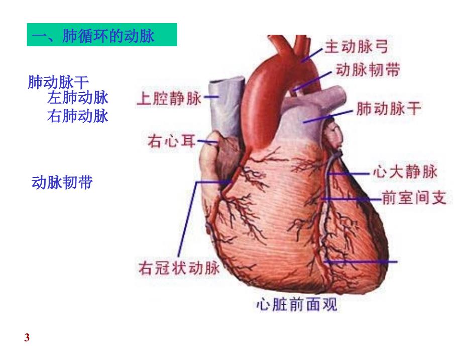 《正常人体解剖学》参考PPT_第3页