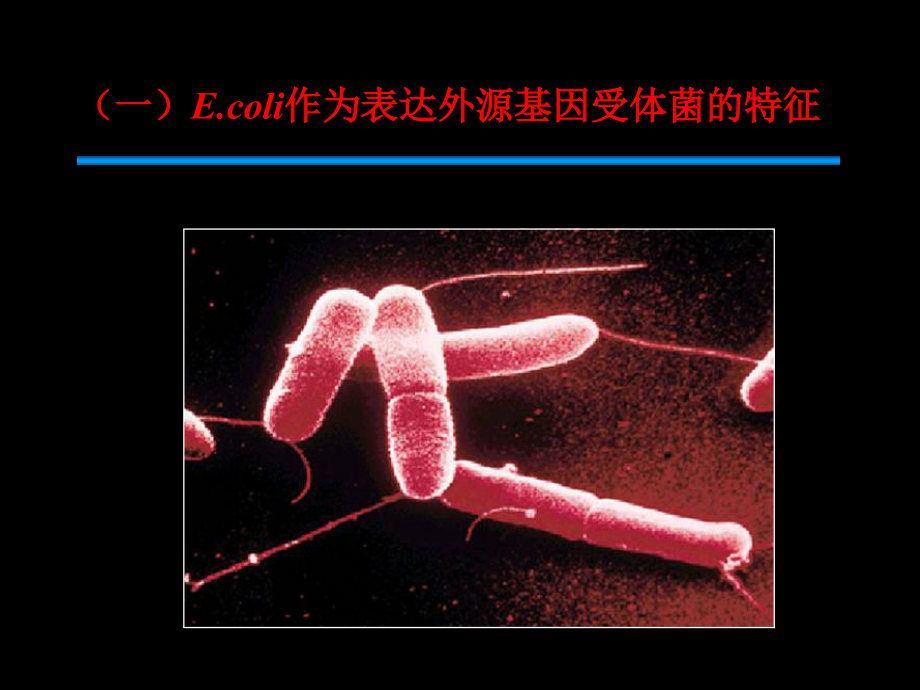 大肠杆菌基因工程(2)参考PPT_第4页